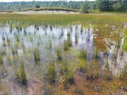 Attēlu rezultāti vaicājumam “Rhynchospora fusca”
