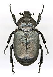 Attēlu rezultāti vaicājumam “Osmoderma barnabita”