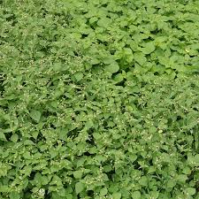 Attēlu rezultāti vaicājumam “Galinsoga quadriradiata”