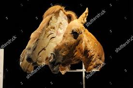 Resultado de imagen para sliced horse