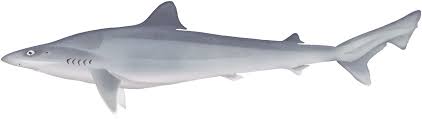 Image result for Galeorhinus galeus