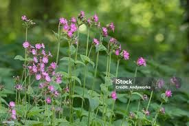 Attēlu rezultāti vaicājumam “Silene dioica leaf”