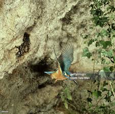 Attēlu rezultāti vaicājumam “Alcedo atthis nest”