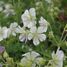 Image result for Geranium pratense