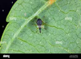 Attēlu rezultāti vaicājumam “Apionidae”