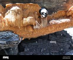 Attēlu rezultāti vaicājumam “Pycnoporellus alboluteus”