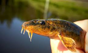 Attēlu rezultāti vaicājumam “Barbatula barbatula”