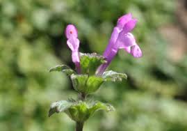 Attēlu rezultāti vaicājumam “Lamium amplexicaule”