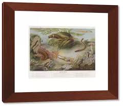 Attēlu rezultāti vaicājumam “Annelides”