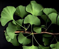Attēlu rezultāti vaicājumam “Ginkgo biloba leaf”