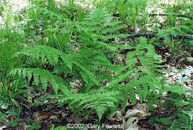 Attēlu rezultāti vaicājumam “Athelia pyriformis”