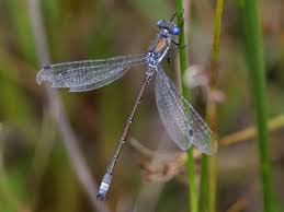 Attēlu rezultāti vaicājumam “Lestes dryas”