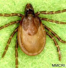 Attēlu rezultāti vaicājumam “Ixodes”