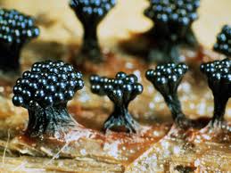 Attēlu rezultāti vaicājumam “Metatrichia sp.”