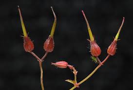 Attēlu rezultāti vaicājumam “Geranium robertianum fruit”