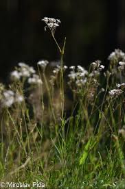 Attēlu rezultāti vaicājumam “Gypsophila fastigiata leaf”