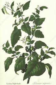 Attēlu rezultāti vaicājumam “Solanum nigrum”