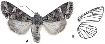 Attēlu rezultāti vaicājumam “Cabera exanthemata female”