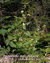 Attēlu rezultāti vaicājumam “Impatiens noli-tangere”