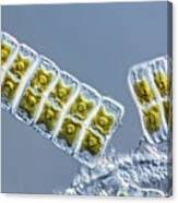 Attēlu rezultāti vaicājumam “Diachea sp.”