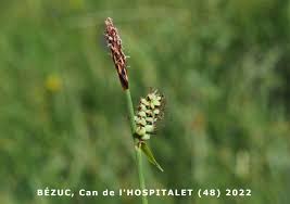 Attēlu rezultāti vaicājumam “Carex panicea flower”