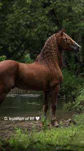 Image result for chestnut friesian