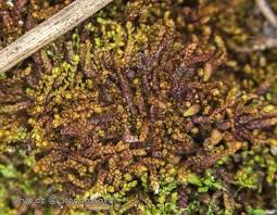 Attēlu rezultāti vaicājumam “Gymnocolea inflata”