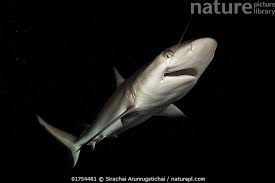 Image result for Carcharhinus amblyrhynchos