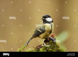 Attēlu rezultāti vaicājumam “Parus major female”