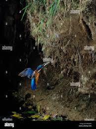 Attēlu rezultāti vaicājumam “Alcedo atthis nest”