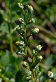Attēlu rezultāti vaicājumam “Artemisia campestris bud”