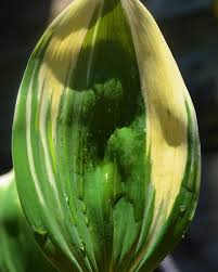 Attēlu rezultāti vaicājumam “Polygonatum odoratum bud”