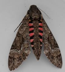 Image result for hawk moth