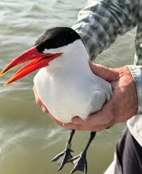 Attēlu rezultāti vaicājumam “Certhia familiaris adult”