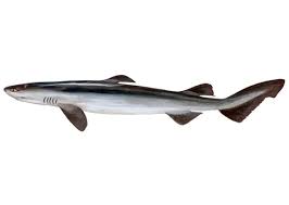 Image result for Dalatias licha