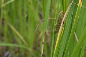 Attēlu rezultāti vaicājumam “Acoraceae”