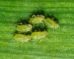 Attēlu rezultāti vaicājumam “Drepanosiphum platanoidis exuvia”