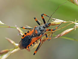 Attēlu rezultāti vaicājumam “Rhynocoris annulatus nymph”