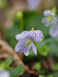 Attēlu rezultāti vaicājumam “Viola sororia flower”