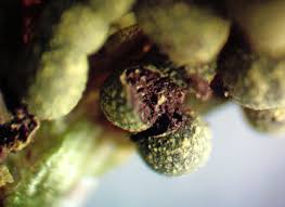 Attēlu rezultāti vaicājumam “Licea pusilla spores”