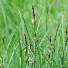 Attēlu rezultāti vaicājumam “Carex acuta leaf”