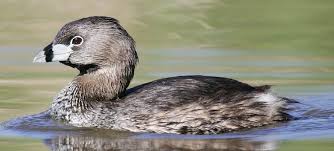 Image result for Podilymbus podiceps