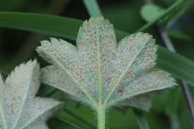 Attēlu rezultāti vaicājumam “Trachyspora intrusa”