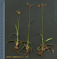 Attēlu rezultāti vaicājumam “Luzula campestris”