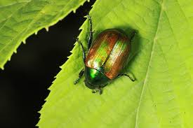 Attēlu rezultāti vaicājumam “Anomala dubia”