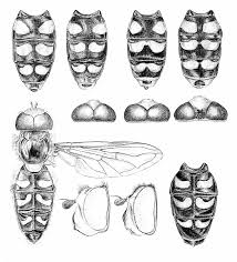 Attēlu rezultāti vaicājumam “Eupeodes nielseni”