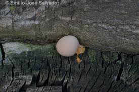 Attēlu rezultāti vaicājumam “Lycogala roseosporum spores”