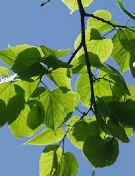 Attēlu rezultāti vaicājumam “Tilia amurensis”