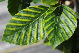 Attēlu rezultāti vaicājumam “Fagus sylvatica leaf”
