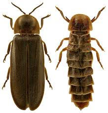 Attēlu rezultāti vaicājumam “Lampyris noctiluca larva”